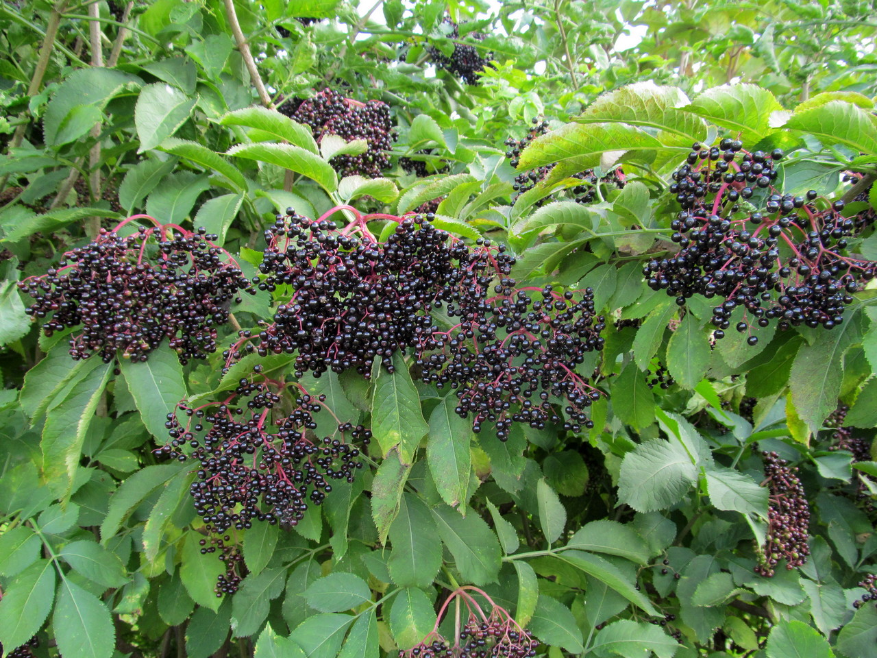 Plant Image